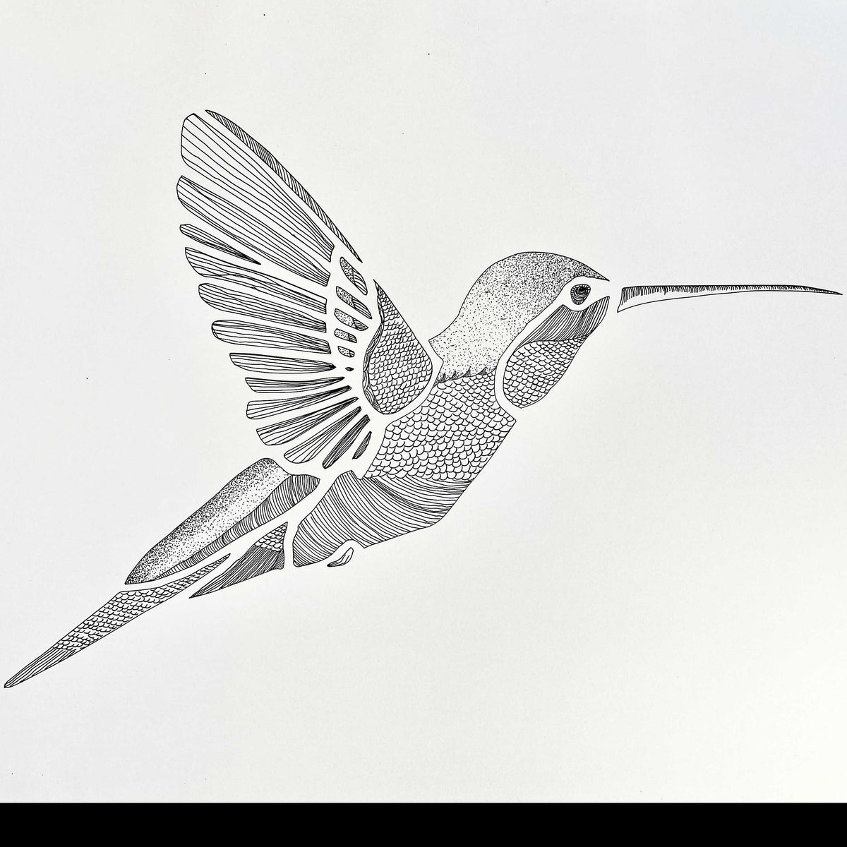 the-colorado-hummingbird-stencil-nature-bird-template-stencil-me-pretty